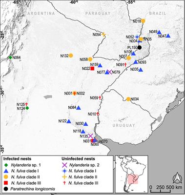 Wolbachia Infection in Native Populations of the Invasive Tawny Crazy Ant Nylanderia fulva